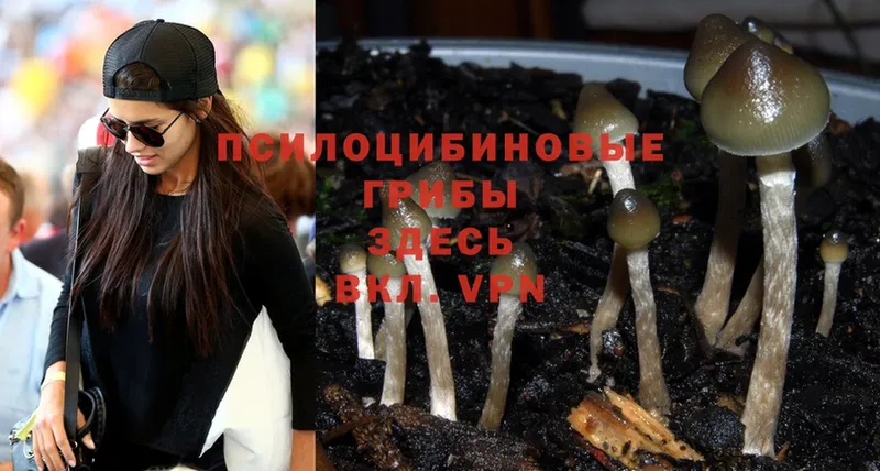 Псилоцибиновые грибы Psilocybine cubensis  купить наркотик  мега ссылки  Невельск 